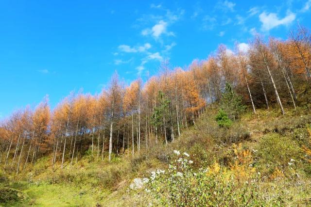 兰仓秋，染山河。