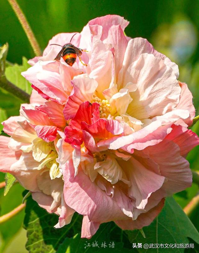花色一日三变！武汉秋日木芙蓉花海上线