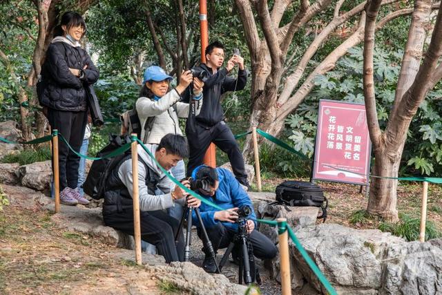 杭州最近美“枫”了，红枫和鸡爪槭还“傻傻分不清楚”？