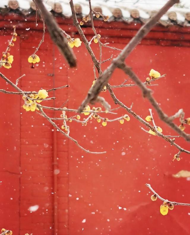 即将下雪！雪后的洛阳这么拍！8个超美打卡点...