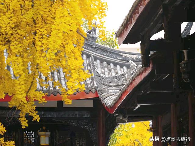 成都市区最美银杏都藏在这里，千年沉淀超级惊艳，公交车直达！