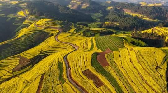 带着孙女去旅行（168）罗平油菜花海游