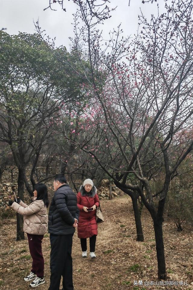 泰安：它是一个梅主题的游园，占地400余亩，暗香浮动，步步皆景