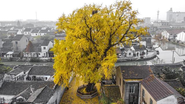 苏州银杏黄了！道前街虎丘之外，这3个地方人少免费，壮观又诗意