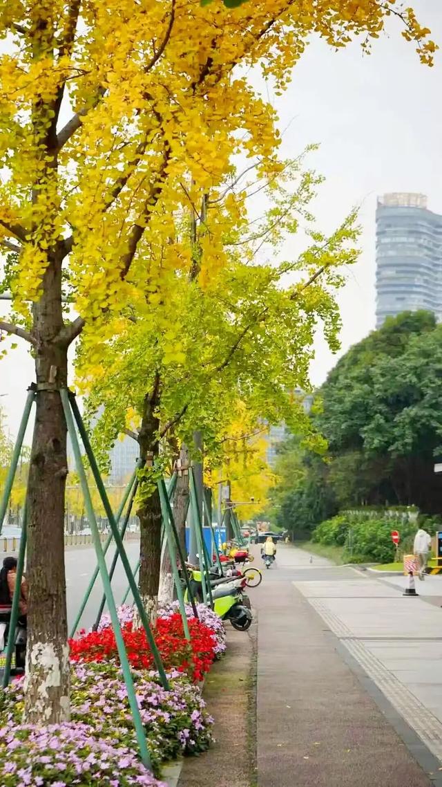 邂逅金色浪漫！银杏正当时，快来打卡！