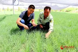 央媒看武威丨民勤沙葱是什么葱？图片