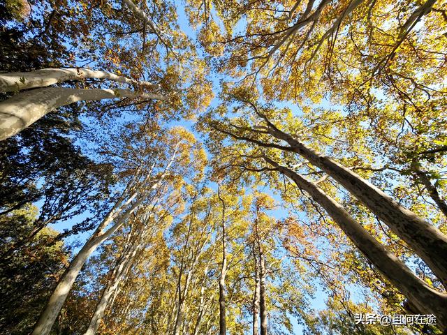 南京C位秋色！陵园路灵谷寺梧桐进入全盛期，错过又等一年