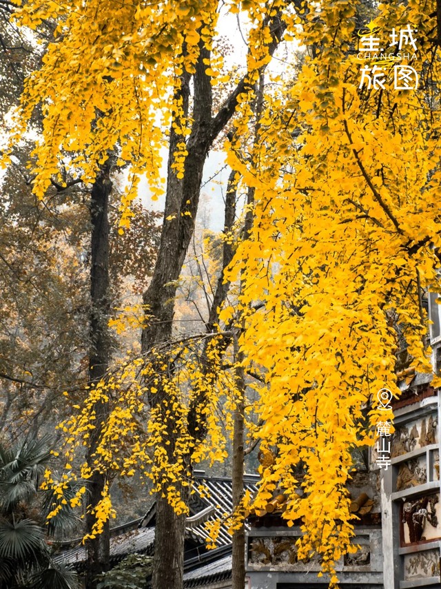 星城鎏金，银杏逐光