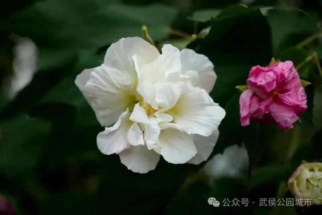 天府芙蓉园花开烂漫，邀请你来一场和秋天的浪漫约会