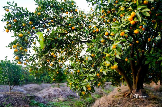 台州秋日｜穿越古城与仙境山水，采摘秋日蜜橘之旅
