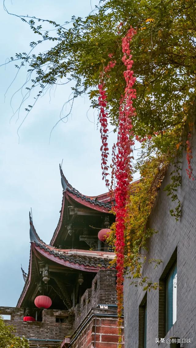 临邛古城银杏季,从浅黄到满树的鎏金,阳光温柔绵长