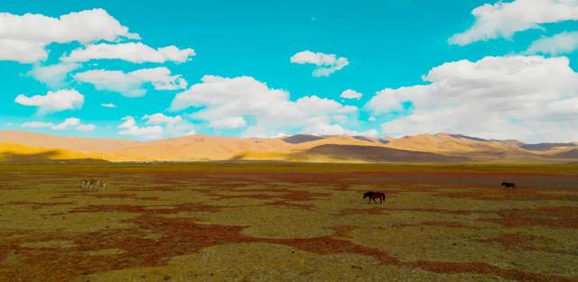 【辉煌60年·新时代西藏答卷】哲古草原:与藏野驴的秋日私语