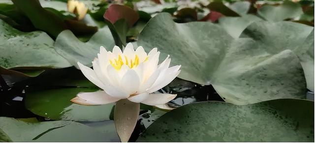 鹿泉：夏日雨后，公园里藏不住的花语