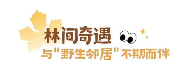 如果秋天只能去一个地方，那一定要来二郎山喇叭河！