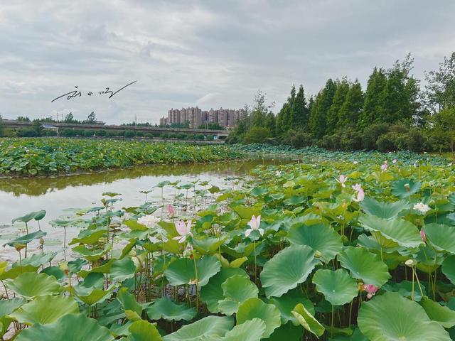 湖南省这座别称“莲城”的宝藏地级市，好多人误以为隶属于长沙？