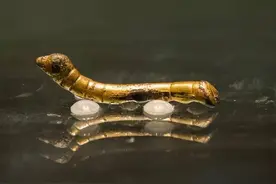 陕西农民河边挖到一“金蚕”，2万没卖，借50元路费到博物馆捐赠图片