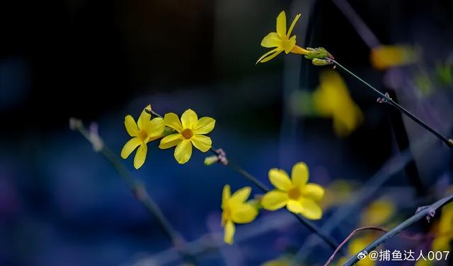 济南的春天，从一抹金黄开始！