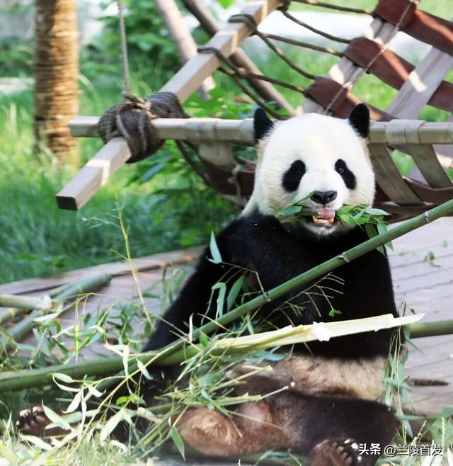 好客山东好品山东｜临沂遛娃去哪儿？初冬攻略收藏就出发～