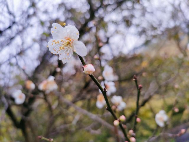 南宁石门公园梅花开成冬日限定的“雪”