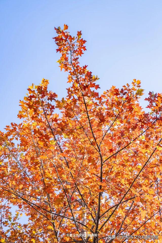 限时绝美！武汉街头颜值巅峰，地铁直达
