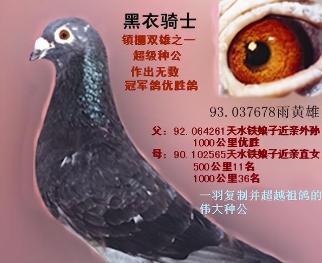 极端近亲配：育种成功的关键