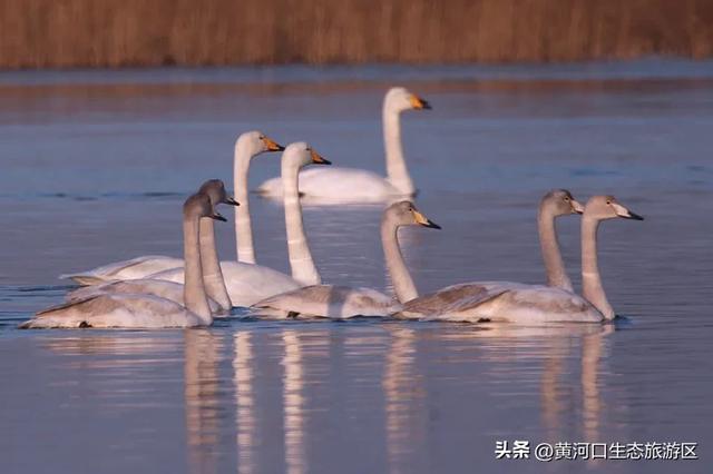 【黄河口生态旅游区】这里不止有“鸟浪” !