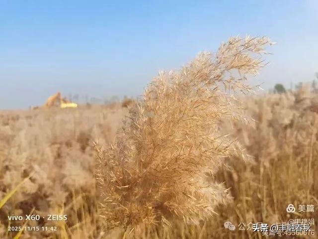 苇风载秋，鹤影映波——河北黄骅南大港湿地的初冬漫游｜ 申艳娟