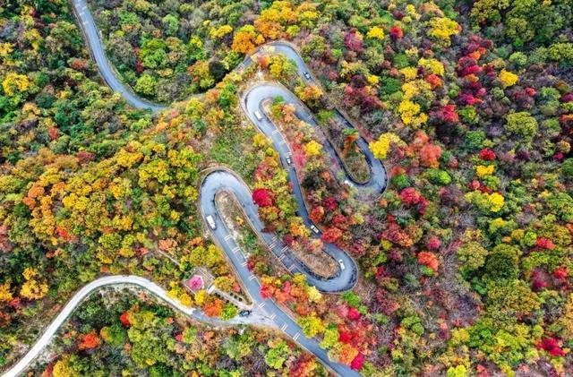 跟着赛事游随县丨大洪山顶级赏秋地更新！银杏最佳观赏期已到！