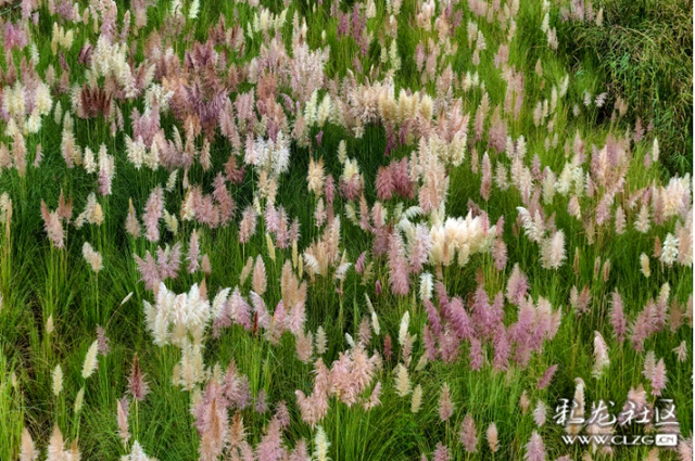 行摄滇池绿道之二十三：草之桥畔蒲苇花海