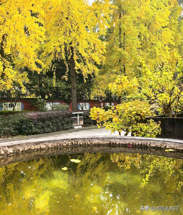 成都市区最美银杏都藏在这里，千年沉淀超级惊艳，公交车直达！