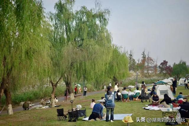 冬日遛娃就去长沙“济州岛”！水杉染红，芦苇摇浪，0元解锁 “橘子海” 日落
