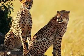 为何说猎豹本该早已灭绝？大量近亲繁殖，竟幸运打造出超级神兽图片