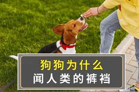 狗狗为什么会闻你裤裆？并不是你脏了，而是这7个原因图片