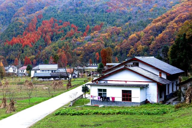雾里的龙头山，藏着草木与溪流的私语