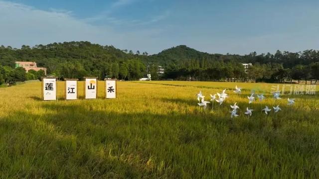 “五一”去哪玩？广东这6条乡村精品线路值得一游