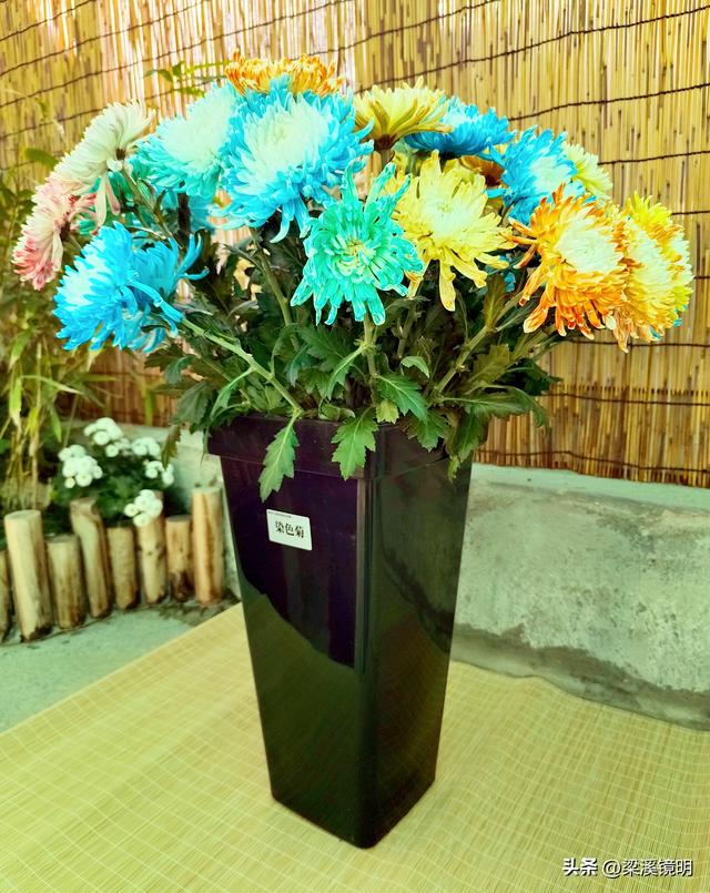 “中山秋韵，菊映盛世”，赏菊南京中山植物园（下）