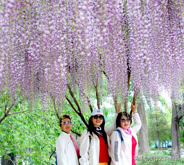 玉渊潭公园紫藤花开，诗意满满，演绎“一帘幽梦”的极致浪漫