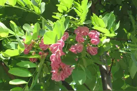 初夏时节芳菲始 沈城暗香清甜来 游目骋槐图片