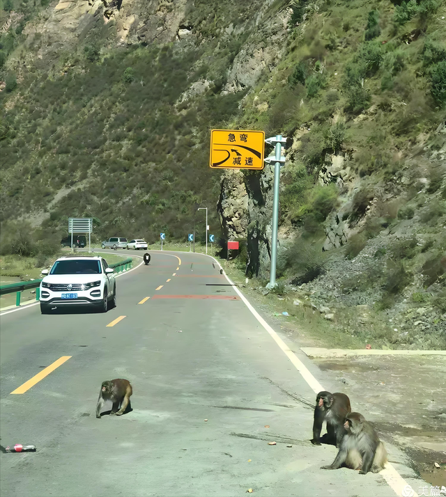 为什么说猴子才是川藏线上最难对付的“路霸”？