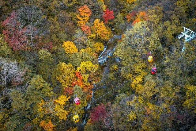 The Qinling Mountains in painted splendor｜秦岭彩叶大赏，美到“巅峰”