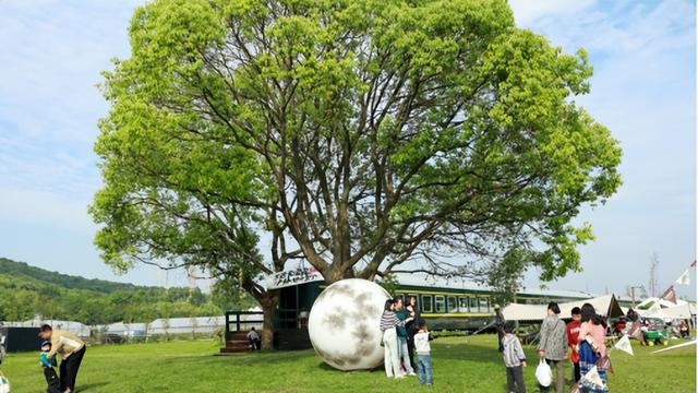 定向赛将至，来游峨桥美！11 月来 “茶香山水” 间解锁诗意乡村