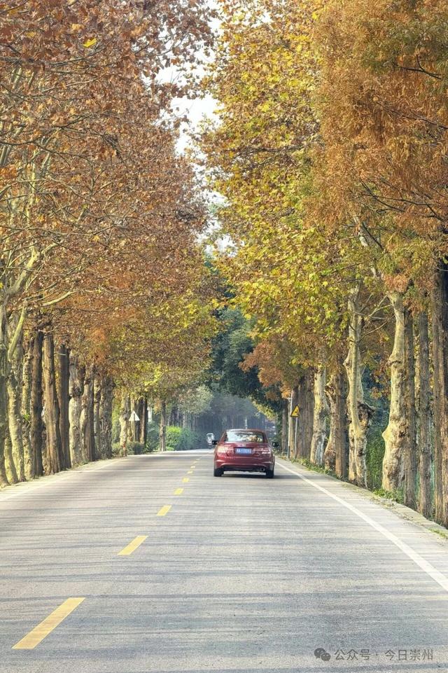 出片率100%！为崇州这些高颜值路连发三天朋友圈！