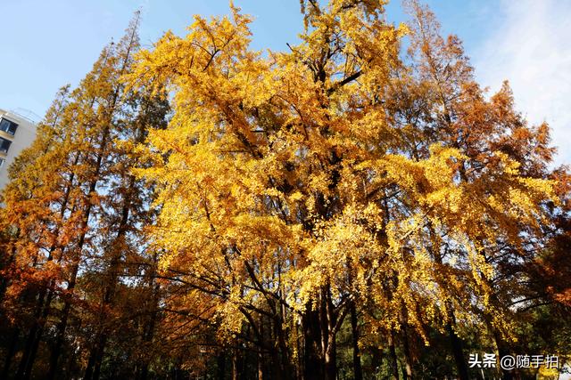 又是一年银杏璀璨时,上海闵行一棵300余年古银杏树进入醉美时刻