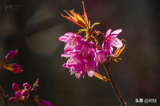 大理的樱花之美一如杭州的桂花之香,满城皆是,随处可闻