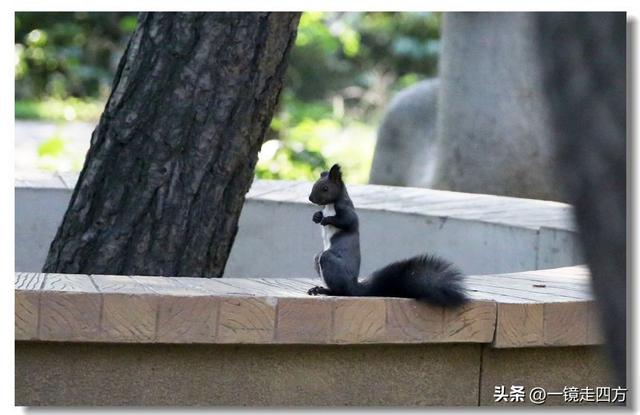 沈阳东陵郊野公园“精灵”出没