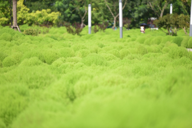 如梦如幻！生态城惊现秋季最美打卡地
