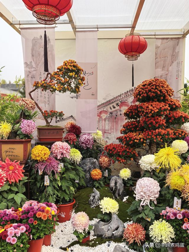 秋风独宠一园菊，晚来香艳出樊篱——北京北海公园2025年菊花展