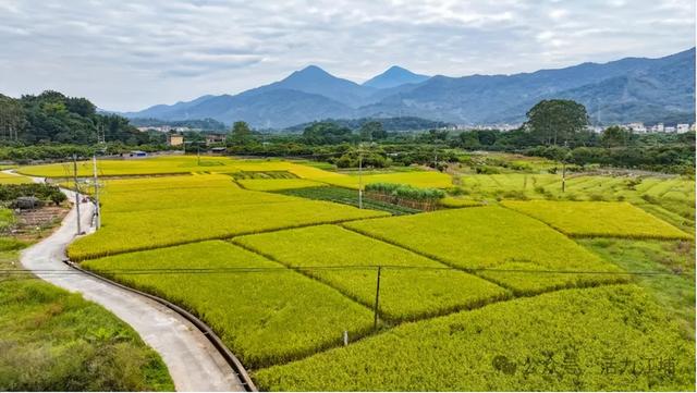 秋日必去！从化江埔5大稻田打卡攻略，邂逅金色浪漫