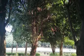 海南旅游一定不要小瞧槟榔虫，被叮咬后要马上就医图片