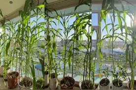 种花的尽头是种菜，东北一女子在室内种玉米，网友：长成了青纱帐图片